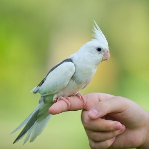 Cockatiel Bird on Person's Hand