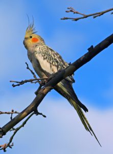 What To Do When Your Cockatiel Escapes
