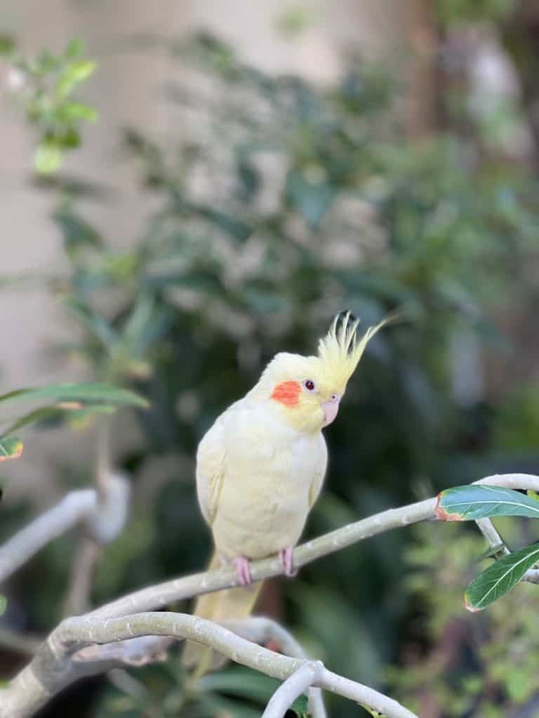 A Cockatiel Perching on a Branch