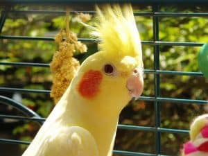 cockatiel, bird, yellow