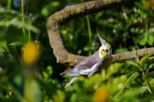 What To Do When Your Cockatiel Escapes