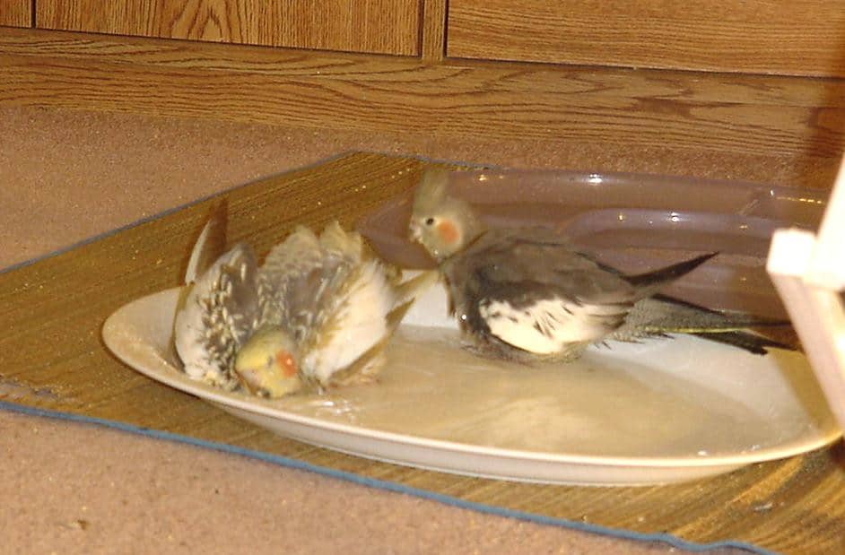 stressed cockatiel