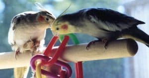 cockatiel toys