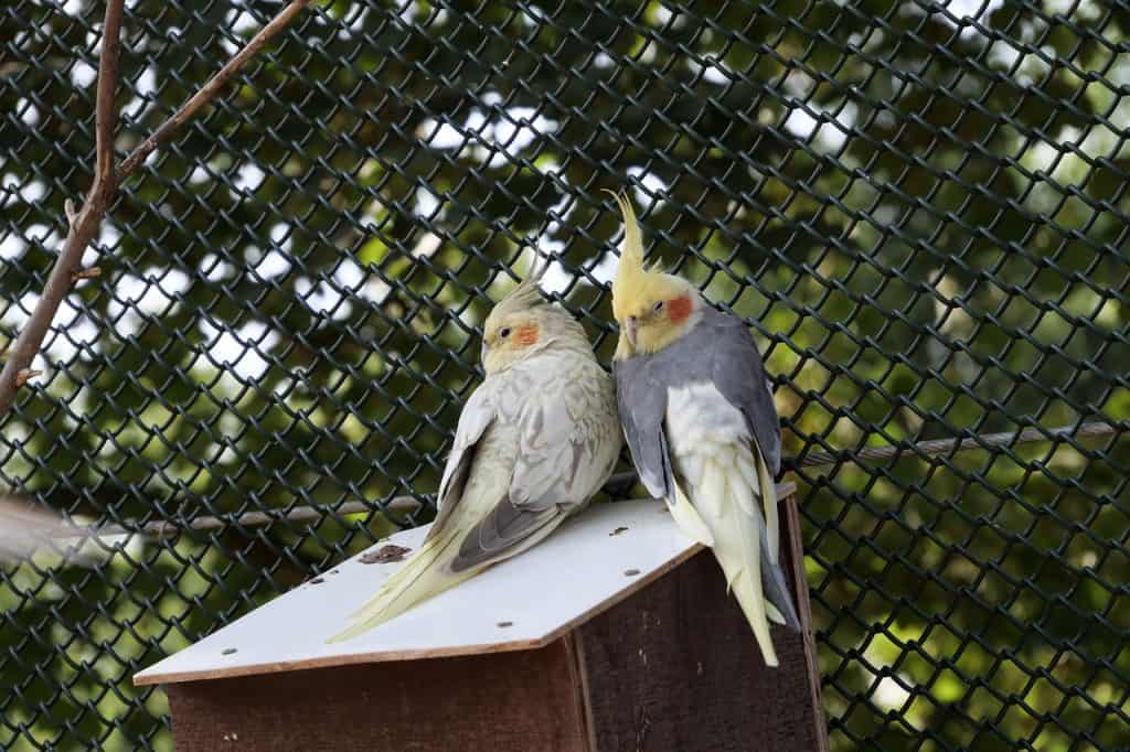 wildlife, nature, birds