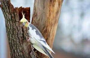 What To Do When Your Cockatiel Escapes