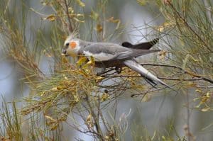 cockatiels in the wild