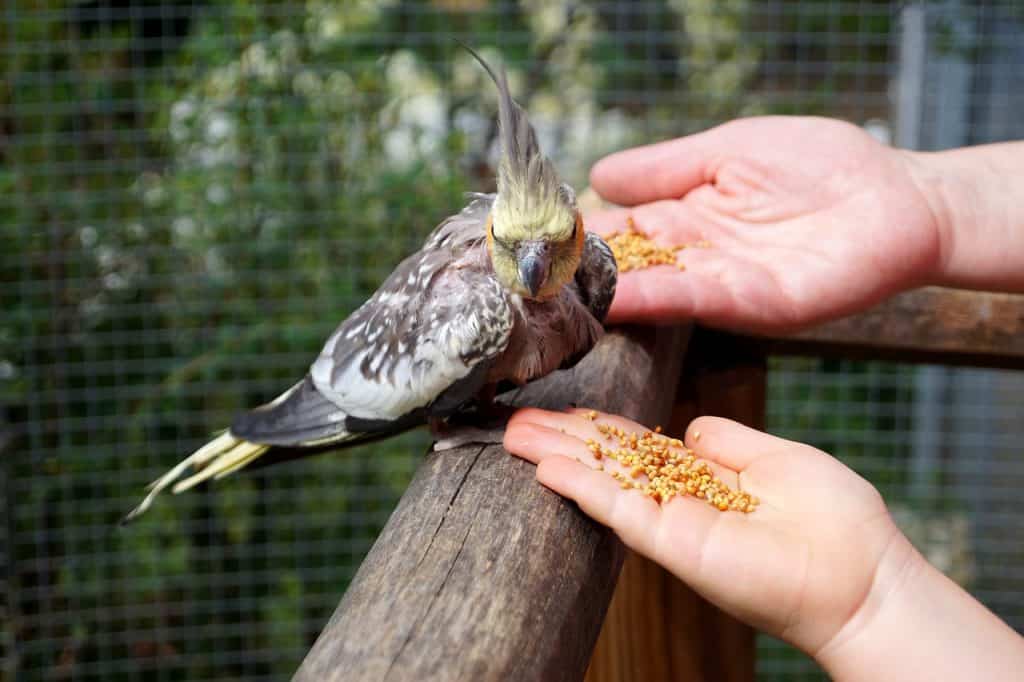 bird, feeding, cockatiel