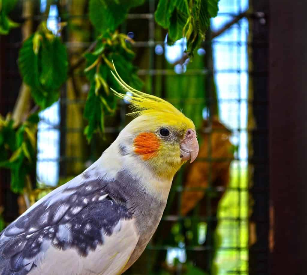 cockatiel