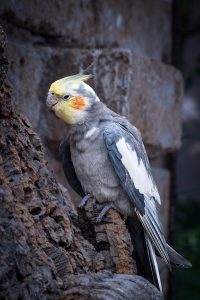 What to Do When Your Cockatiels Molting