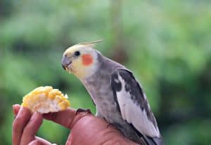 cockatiel, feeding, bird