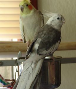 Cockatiel {Nymphicus hollandicus}