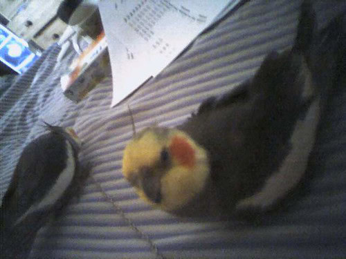 Australian bird-cockatiel