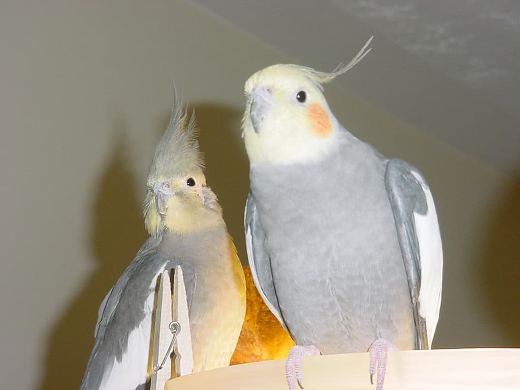two cockatiels