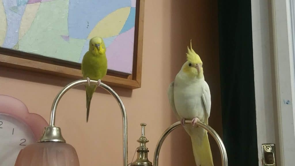 cockatiel environment