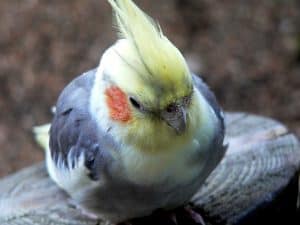 How Do You Medicate Cockatiels