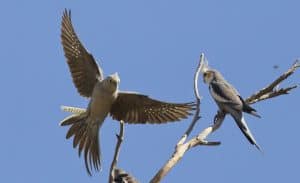 cockatiel flying
