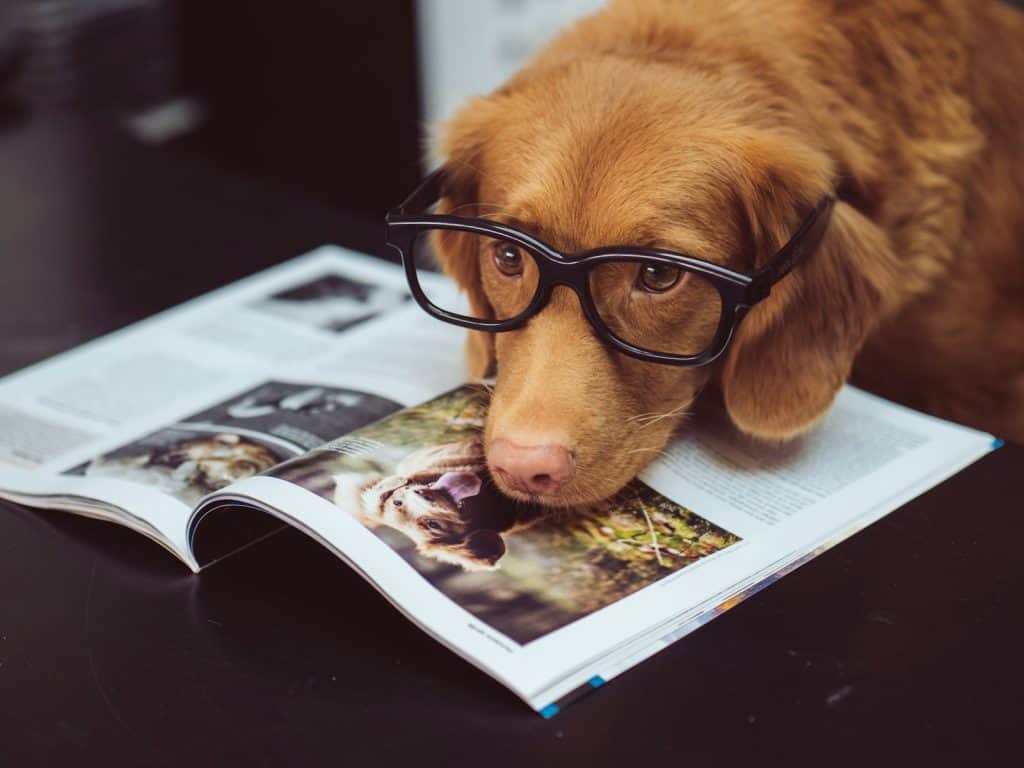 brown dog