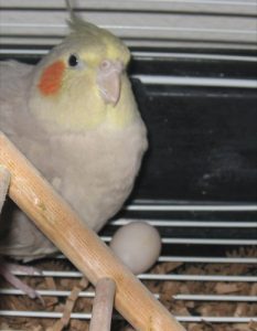 cockatiels lay eggs