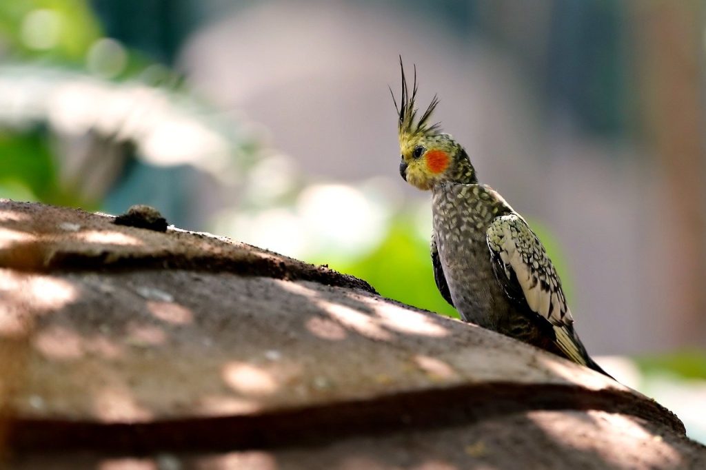 how often do cockatiels lay eggs without mating