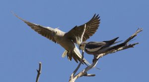 cockatiels flying