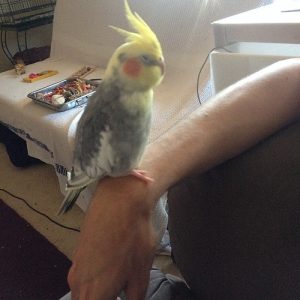how much sleep do cockatiels need