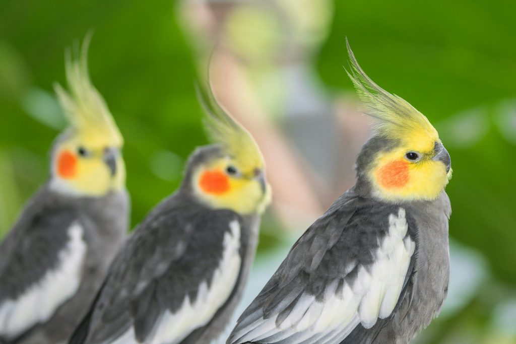 Best Diet for Cockatiels Survey